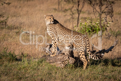 Cubs nuzzling under cheetah leaning on log