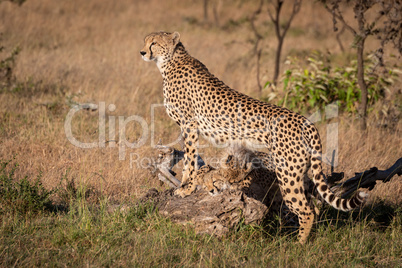 Cubs nuzzle under cheetah leaning on log