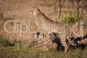 Cubs nuzzle under cheetah leaning on log
