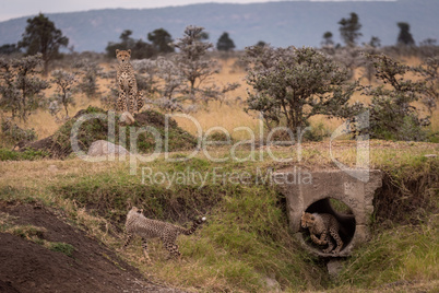 Cubs play in pipe guarded by cheetah