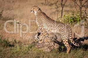 Cubs play under cheetah leaning on log