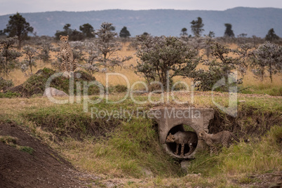 Cubs playing in pipe guarded by cheetah