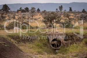 Cubs playing in pipe guarded by cheetah