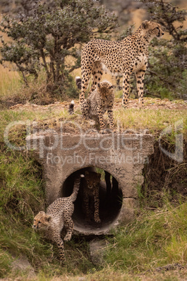 Cubs run through pipe with cheetah above