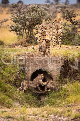 Cubs playing in pipe with cheetah above