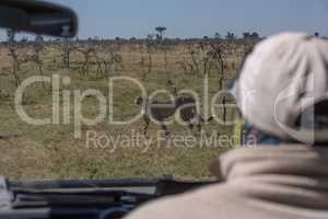 Driver of truck watches cheetah through windscreen