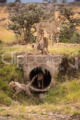 Cubs running through pipe with cheetah above