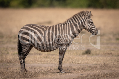 Dusty plains zebra stands in dry grassland
