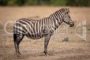 Dusty plains zebra stands in dry grassland