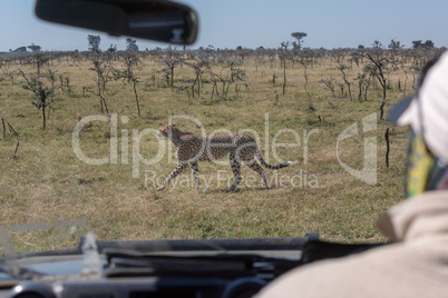 Driver of truck watching cheetah through windscreen