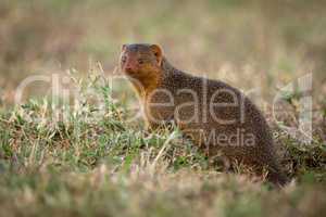 Dwarf mongoose sits at entrance to burrow