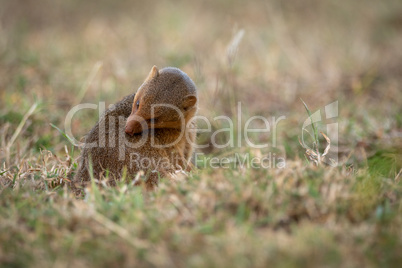 Dwarf mongoose sits grooming itself in grass