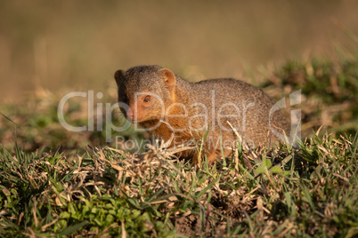 Dwarf mongoose sits in grass facing camera