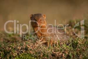Dwarf mongoose sitting in grass facing camera