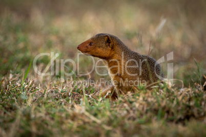 Dwarf mongoose sits looking left in grass