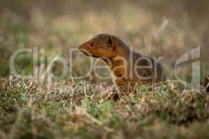 Dwarf mongoose sits looking left in grass