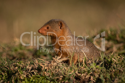 Dwarf mongoose sitting in grass looking left