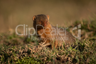 Dwarf mongoose sitting in grass turning head
