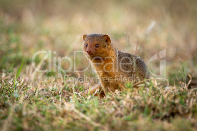 Dwarf mongoose sitting looking left in grass