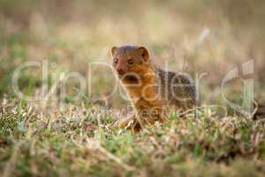 Dwarf mongoose sitting looking left in grass