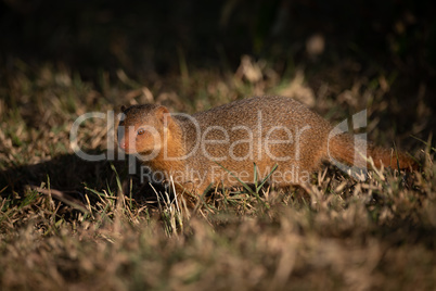 Dwarf mongoose standing in grass faces camera