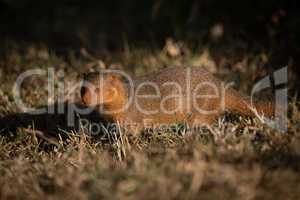 Dwarf mongoose standing in grass faces camera