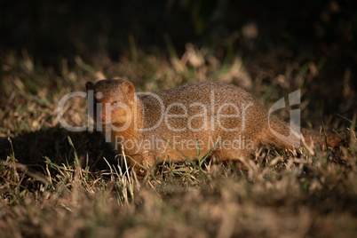 Dwarf mongoose stands faces camera in grass