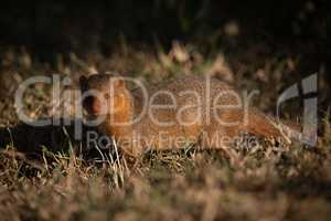 Dwarf mongoose stands faces camera in grass