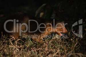 Dwarf mongoose walks in grass opening mouth