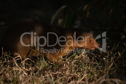 Dwarf mongoose with catchlight walking in grass