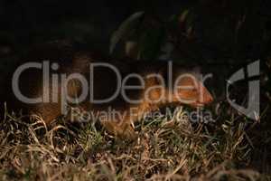 Dwarf mongoose with catchlight walking in grass