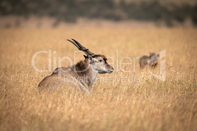 Eland lying in long grass near warthog