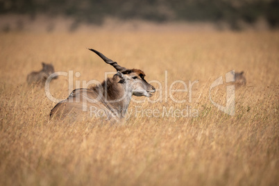 Eland lies in long grass near warthog
