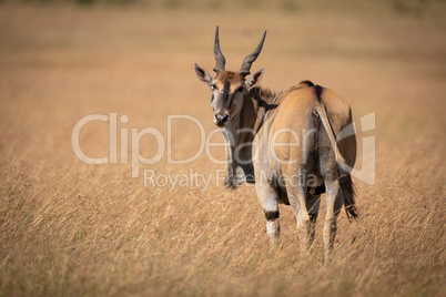 Eland standing in long grass looks back