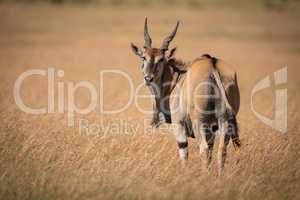 Eland standing in long grass looks back