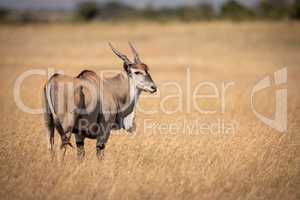 Eland standing in long grass looks round