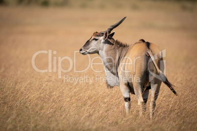 Eland standing in long grass turns head