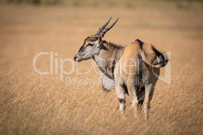 Eland stands in long grass looking left