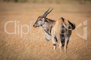 Eland stands in long grass looking left