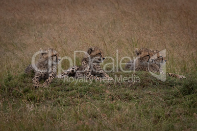 Four cheetah cubs lying on grassy mound