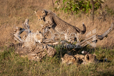 Four cheetah cubs play around dead log