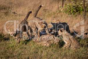 Four cheetah cubs play on dead branch