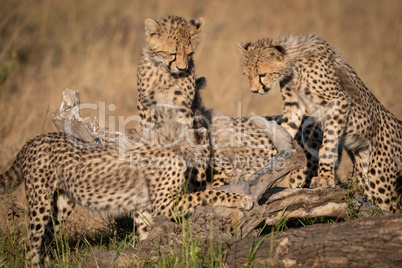 Four cheetah cubs play on dead log