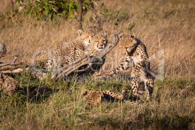 Four cheetah cubs playing around dead log