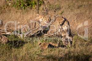 Four cheetah cubs playing around dead log