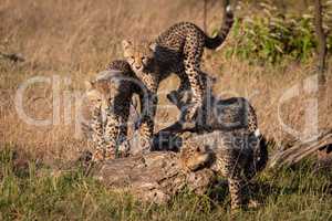 Four cheetah cubs playing on dead branch