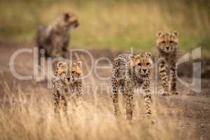 Four cheetah cubs walking down dirt track