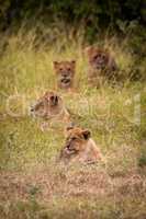 Four lion cubs in line in grass