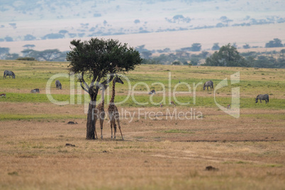 Giraffe browsing tree near gazelle and zebra