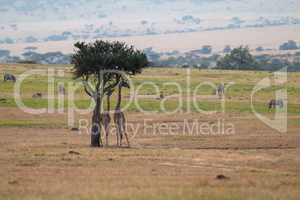 Giraffe browsing tree near gazelle and zebra